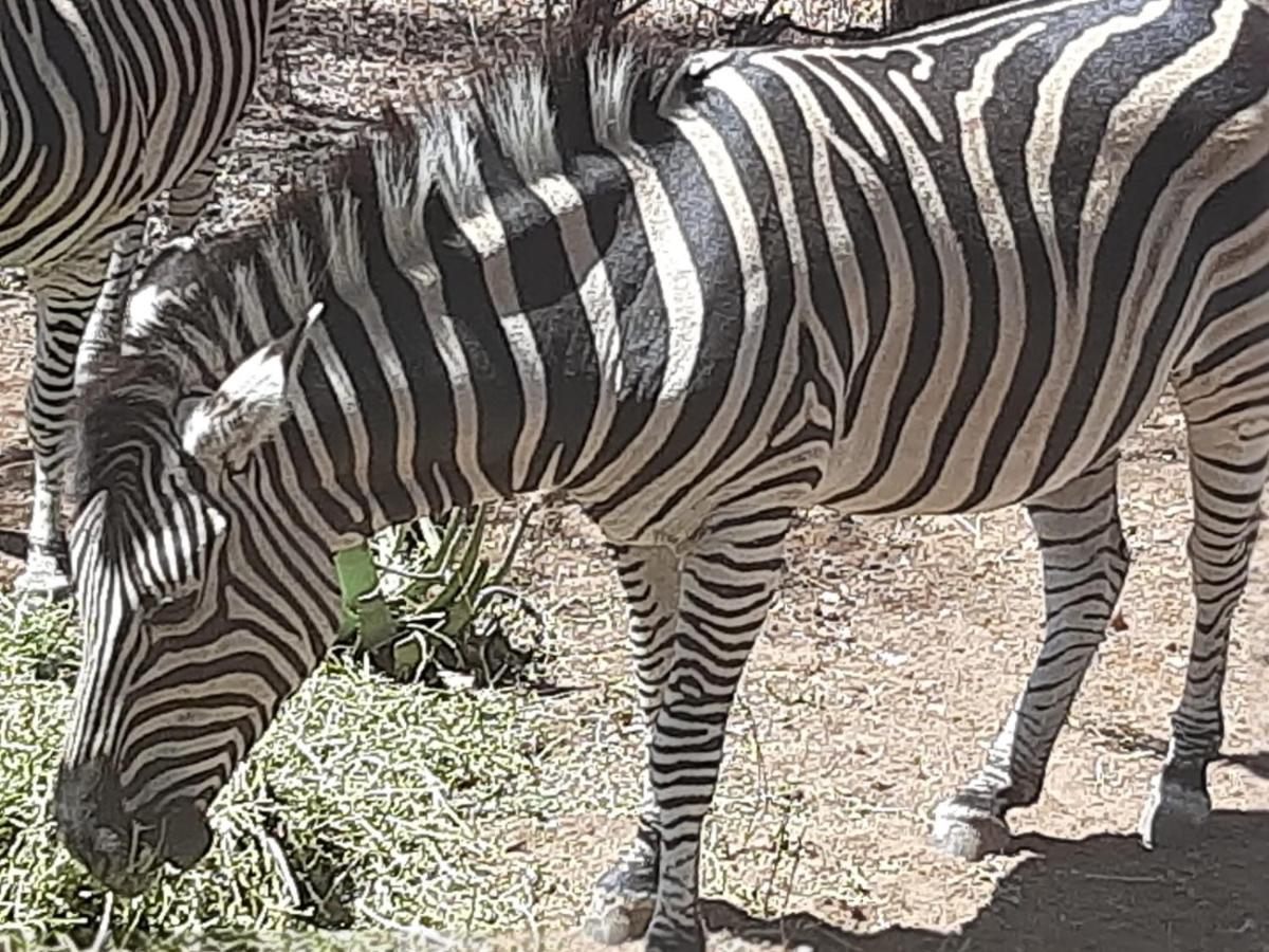 African Bush Escape Marloth Park Ngoại thất bức ảnh