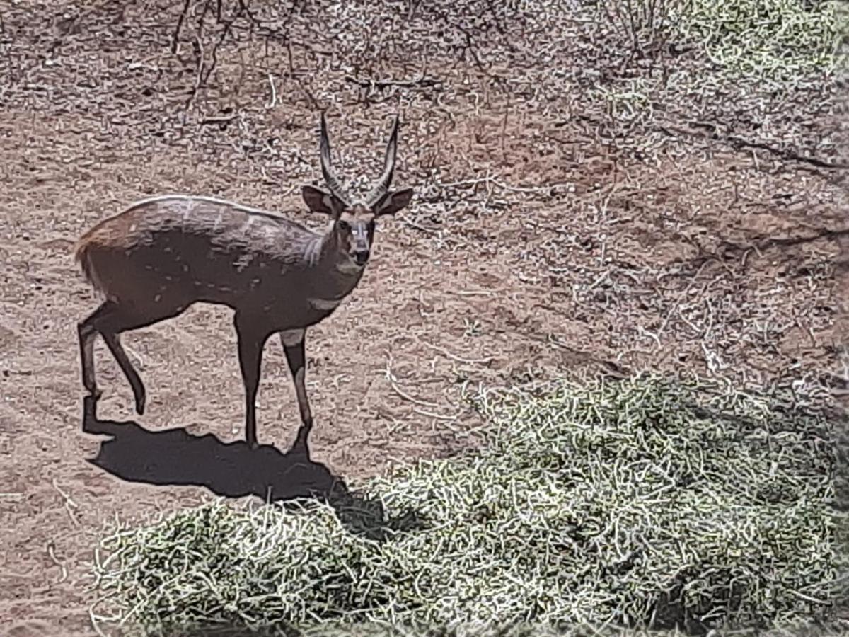 African Bush Escape Marloth Park Ngoại thất bức ảnh