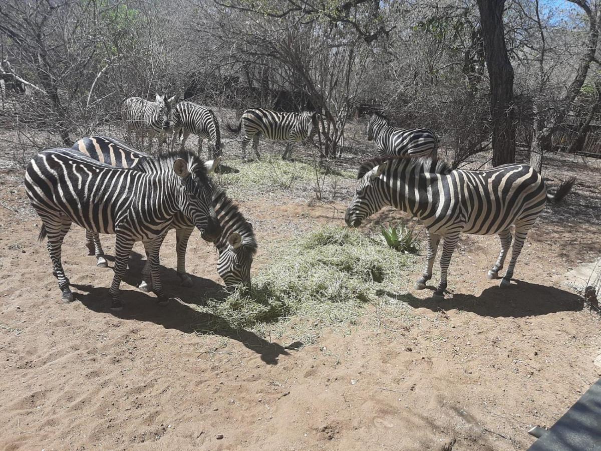 African Bush Escape Marloth Park Ngoại thất bức ảnh