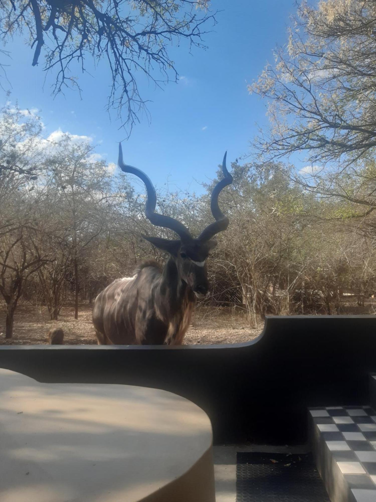 African Bush Escape Marloth Park Ngoại thất bức ảnh