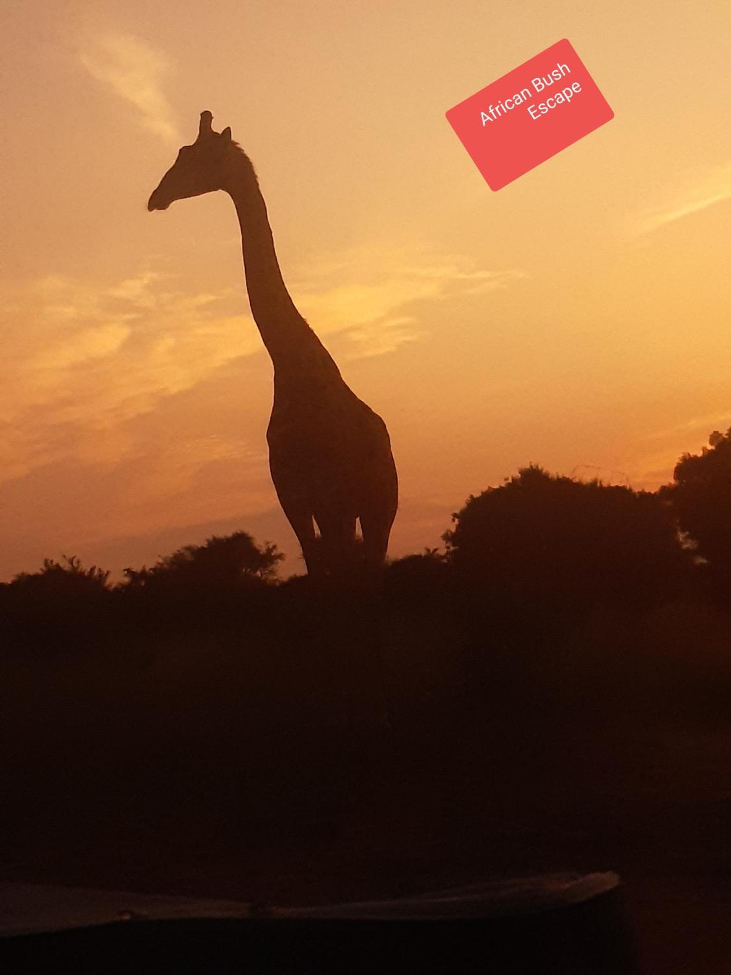 African Bush Escape Marloth Park Ngoại thất bức ảnh