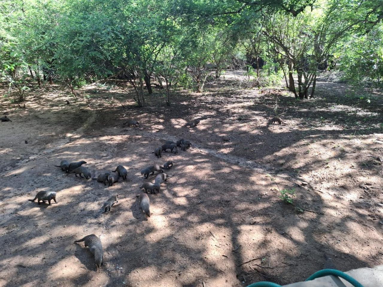 African Bush Escape Marloth Park Ngoại thất bức ảnh