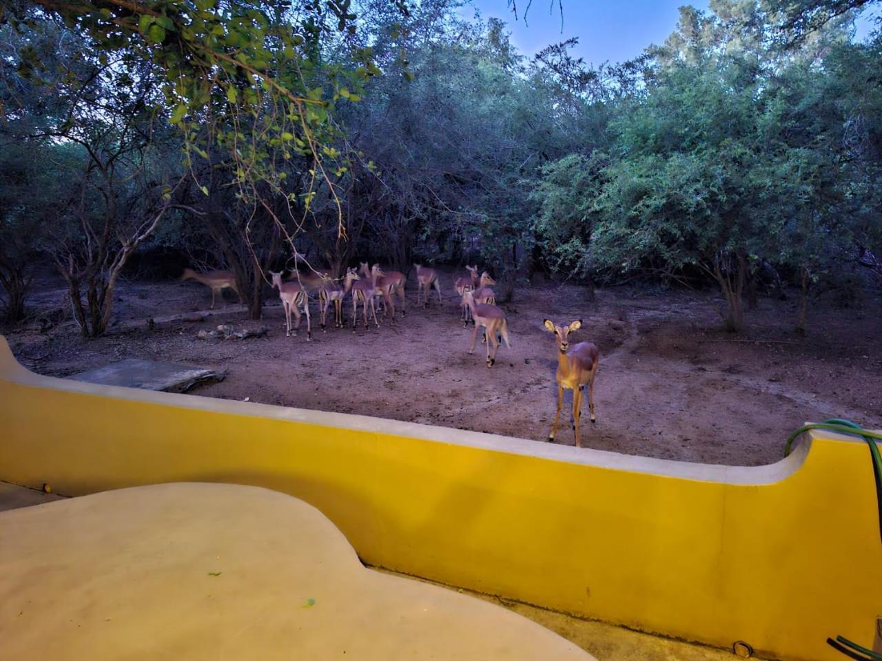 African Bush Escape Marloth Park Ngoại thất bức ảnh