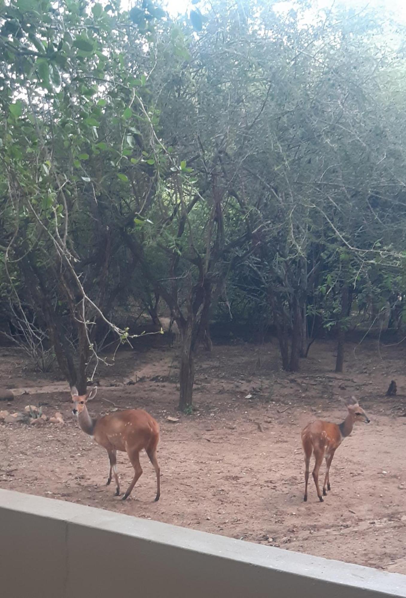 African Bush Escape Marloth Park Ngoại thất bức ảnh