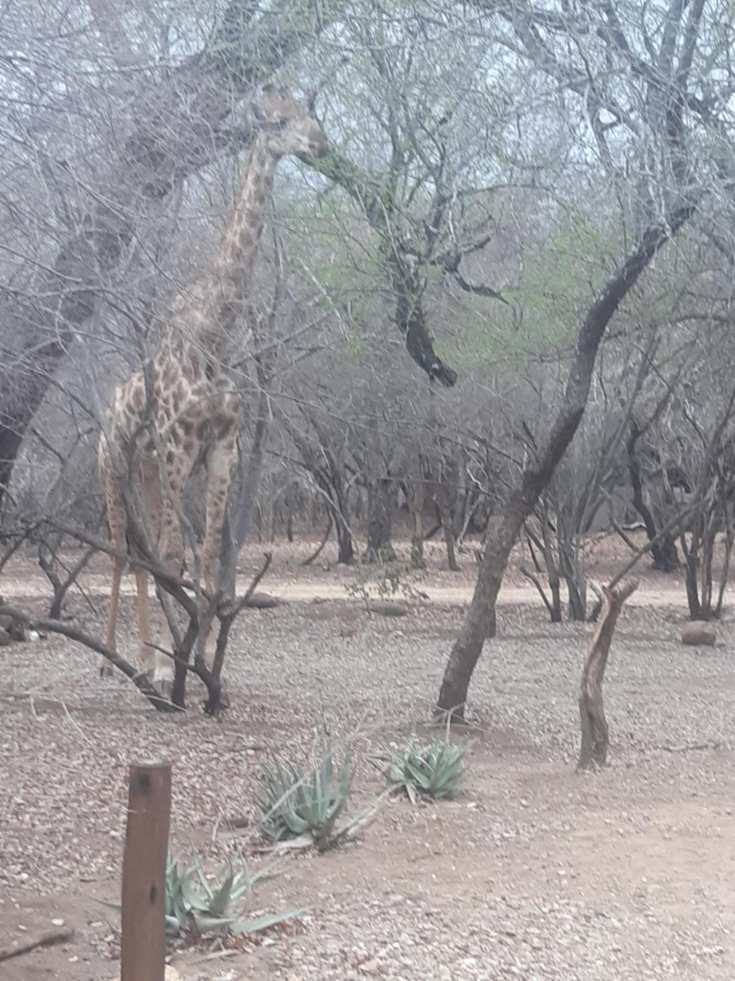 African Bush Escape Marloth Park Ngoại thất bức ảnh